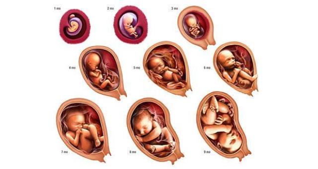 Chu kỳ sự phát triển của thai nhi