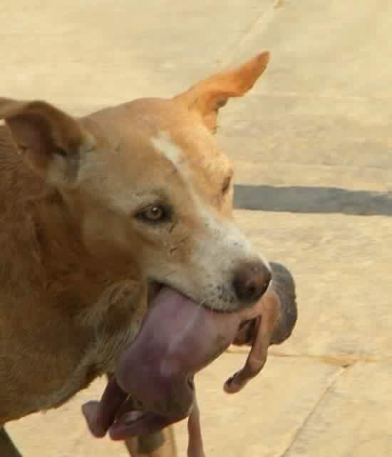  Hình ảnh chú chó ngậm hài nhi còn đỏ hỏn trong miệng chạy đi cầu cứu tại phòng khám. (Ảnh: Internet)