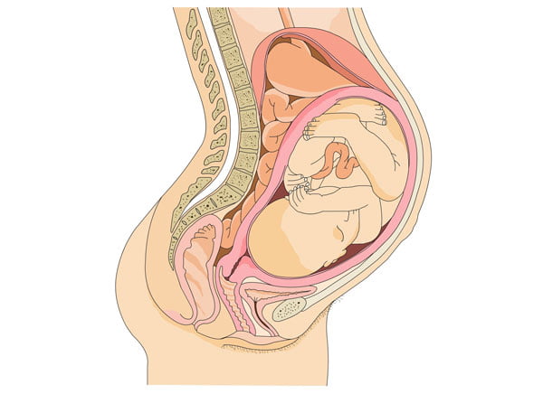 Khi mẹ mang thai tháng thứ 6, một số bé đã quay đầu xuống tạo áp lực mạnh hơn lên dây thần kinh hông và khu vực trực tràng. (Ảnh minh họa)