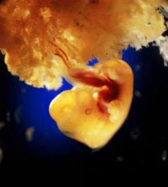 40 ngày, tế bào phôi tạo thành nhau thai, giúp kết nối phôi vào thành tử cung để hấp thu dinh dưỡng, loại bỏ chất thải và trao đổi khí thông qua việc cung cấp máu của người mẹ.